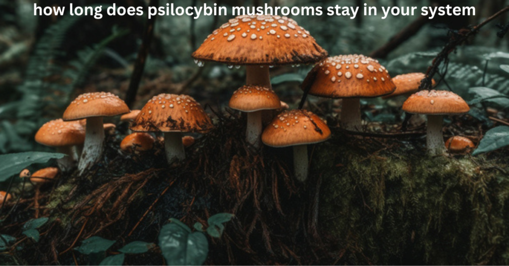 how long does psilocybin mushrooms stay in your system